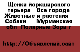 Щенки йоркширского терьера - Все города Животные и растения » Собаки   . Мурманская обл.,Полярные Зори г.